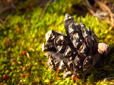 Macro moss forest photo