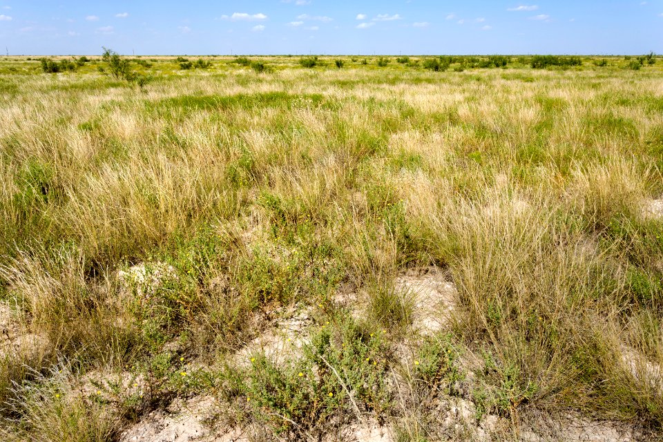 Near Arkansas Junction