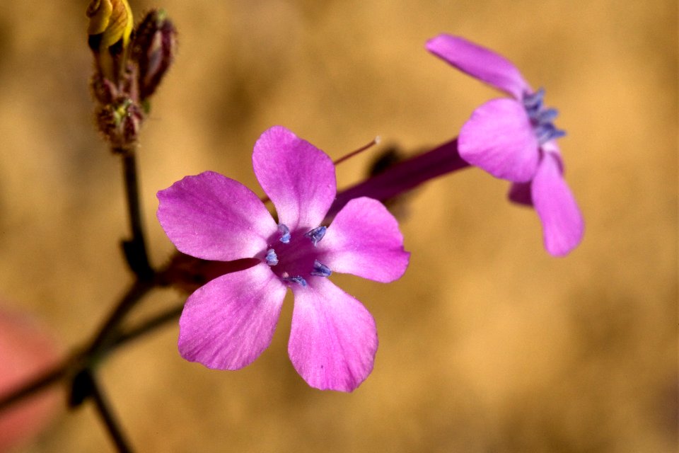 Aliciella haydenii