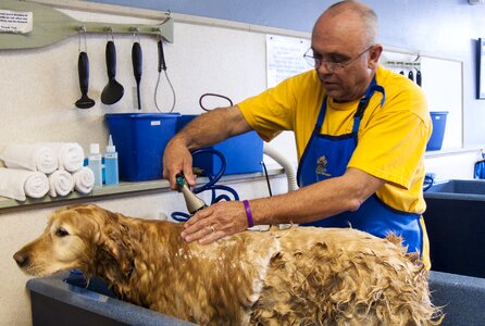 Soapy grooming animal