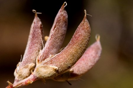 Astragalus calycosus
