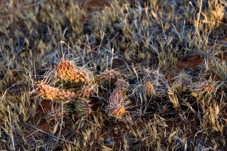 Opuntia arenaria