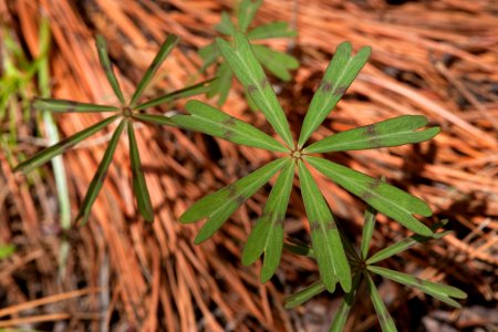 Oxalis decaphylla