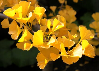 Macro golden tree
