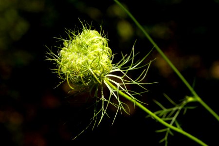 Daucus carota