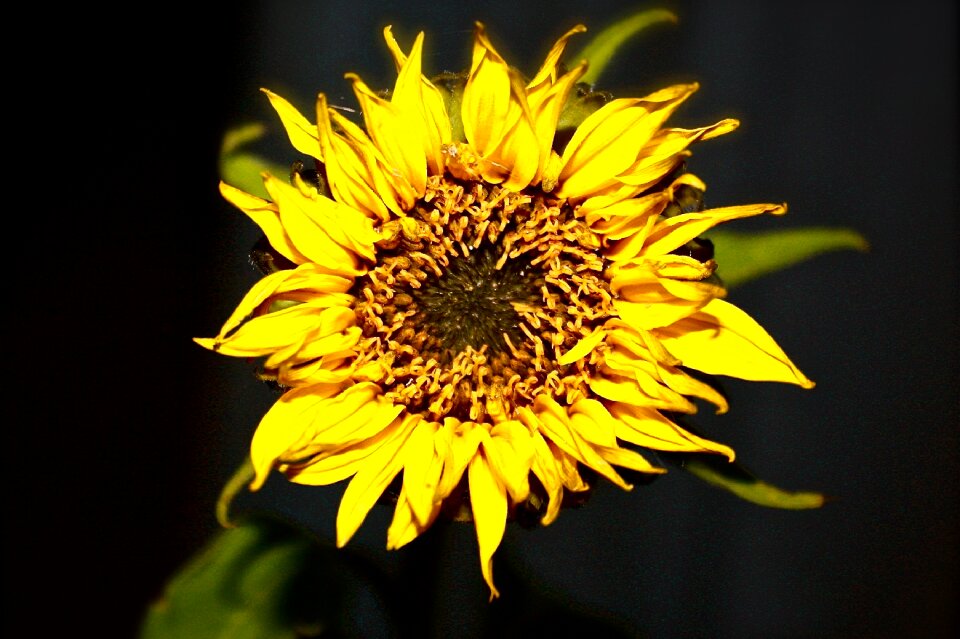 Nature summer yellow
