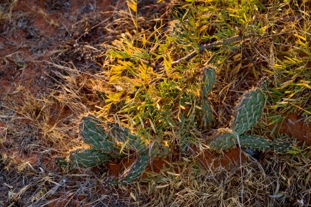 Opuntia arenaria
