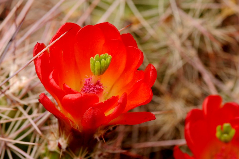 Echinocereus coccineus