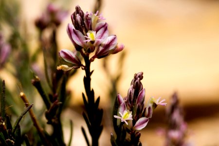 Polygala scoparioides