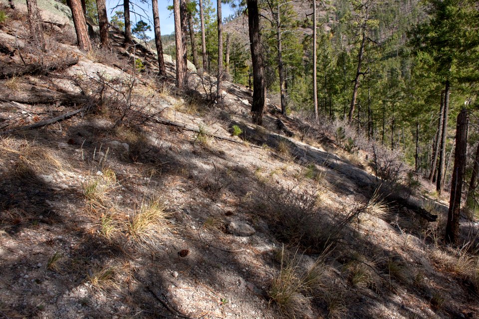 Turkey Run, on the trail to the Continental Divide