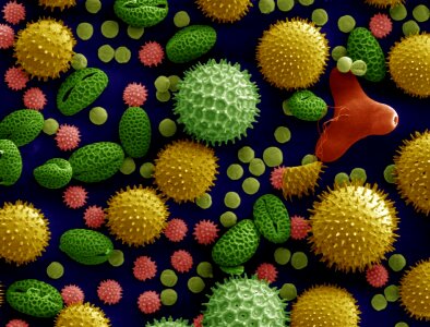 Colorized macro plants
