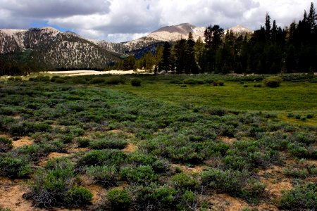 Horseshoe Meadow