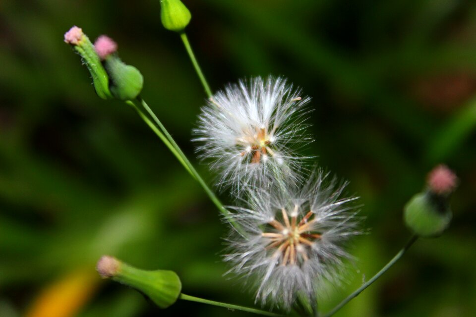 Nature natural floral