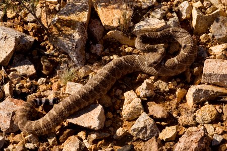 Crotalus atrox