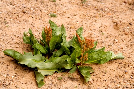 Rumex hymenosepalus