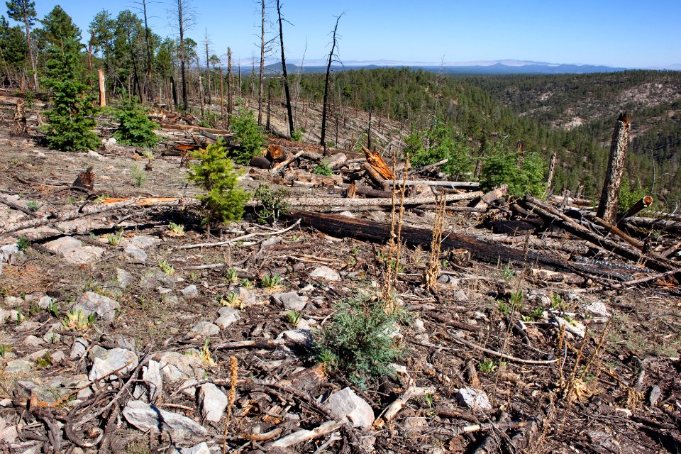 Continental Divide Trail, Black Range
