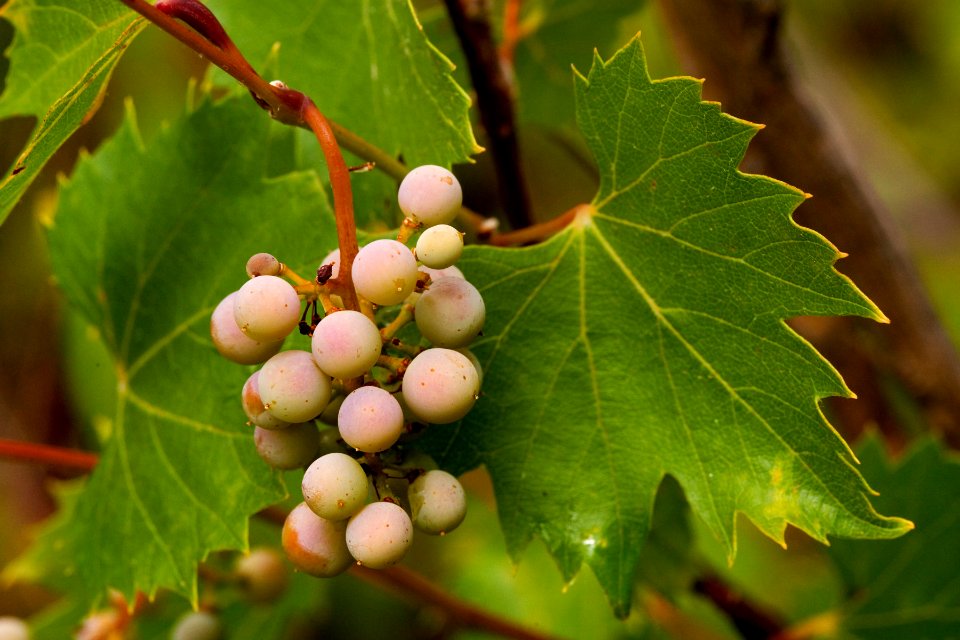 Vitis arizonica