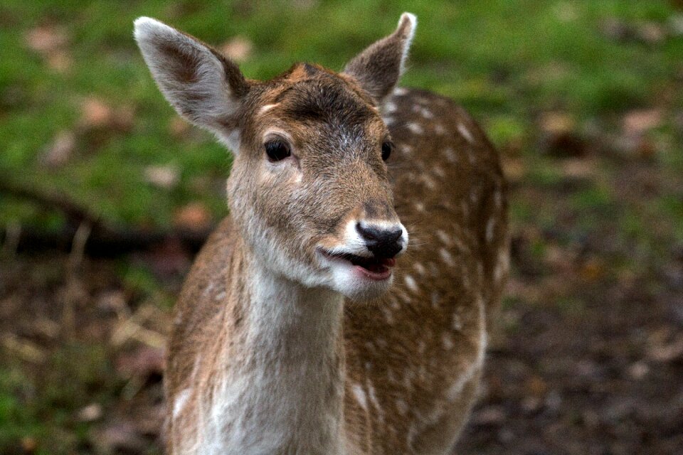 Hirsch fallow deer forest