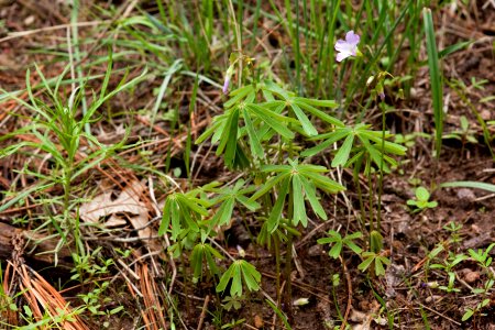 Oxalis decaphylla