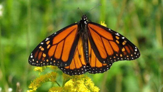 Bloom insect wings photo