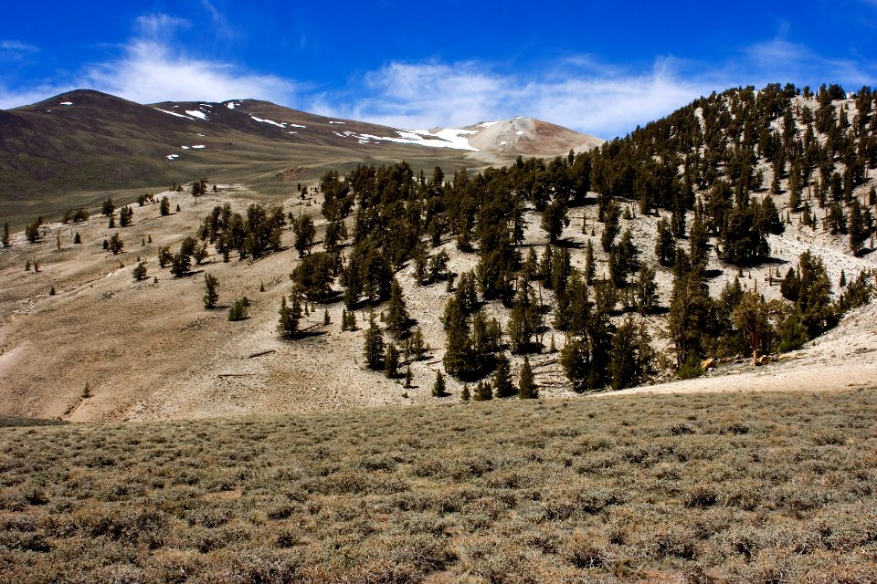 White Mountains