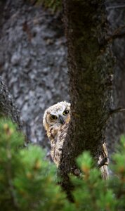 Wildlife peeking perched