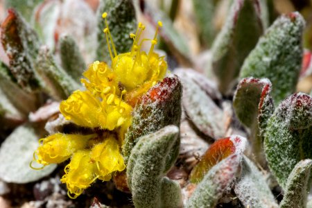 Eriogonum arcuatum