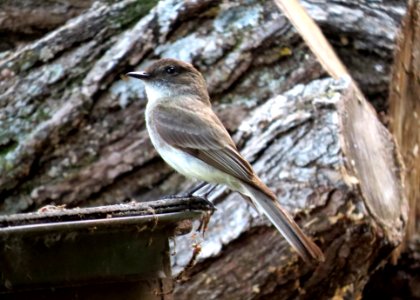Eastern Phoebe / Sayornis phoebe