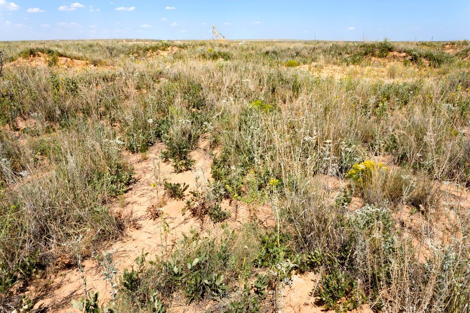 Querecho Plains