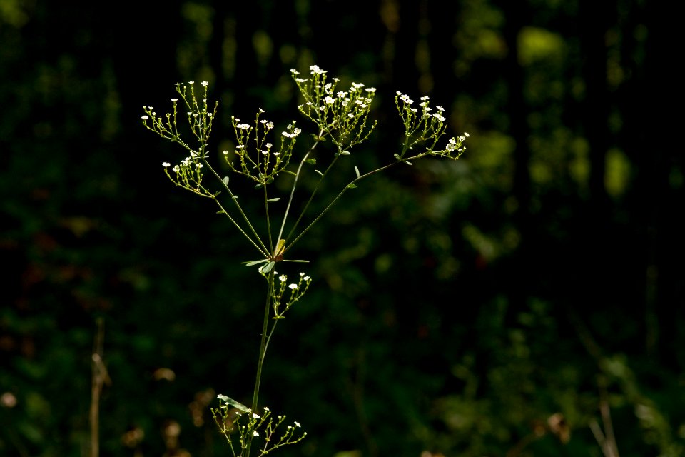 Euphorbia corollata