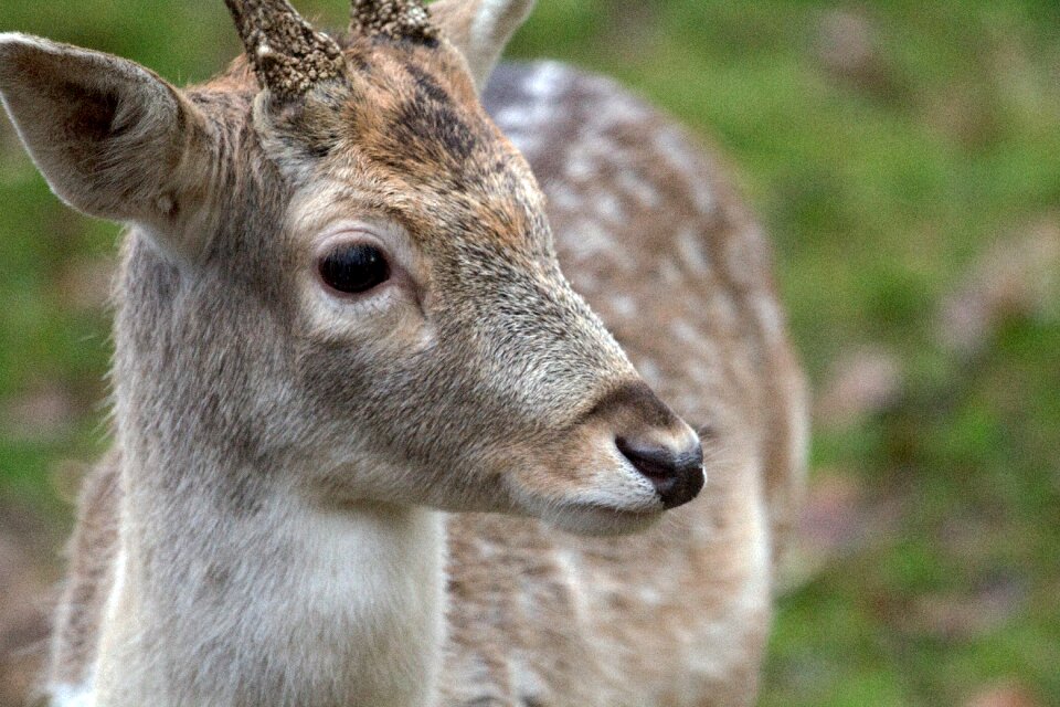 Hirsch fallow deer forest