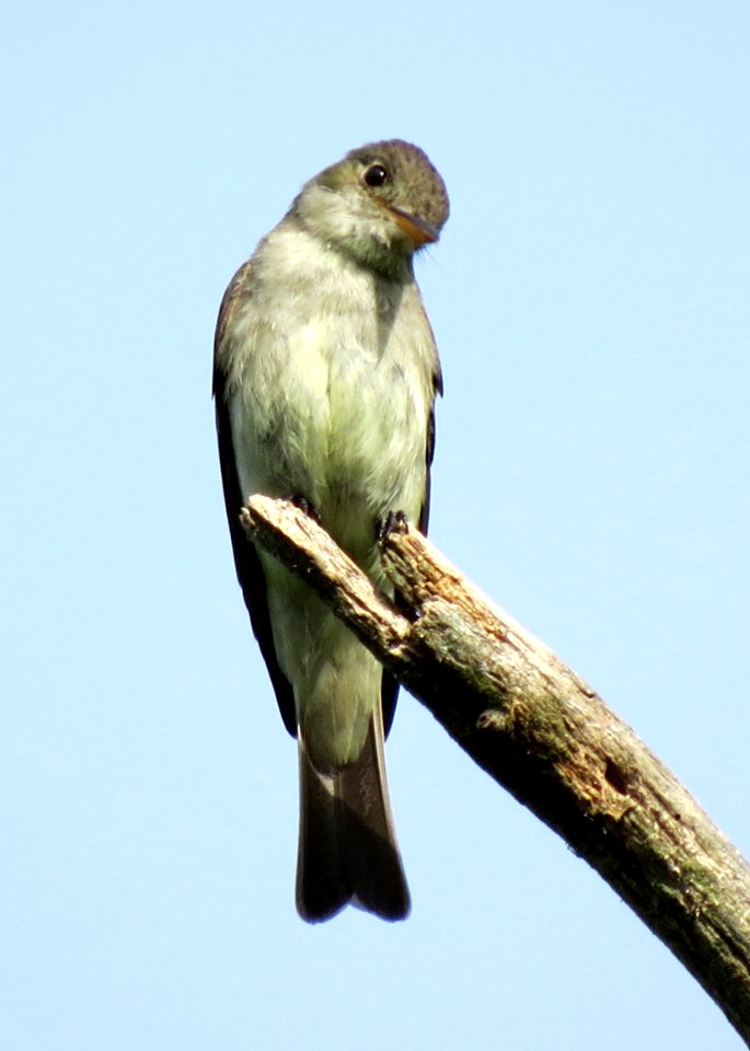 Eastern Wood-Pewee / Contopus virens