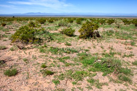 Northwestern bajada of the San Andres Mountains