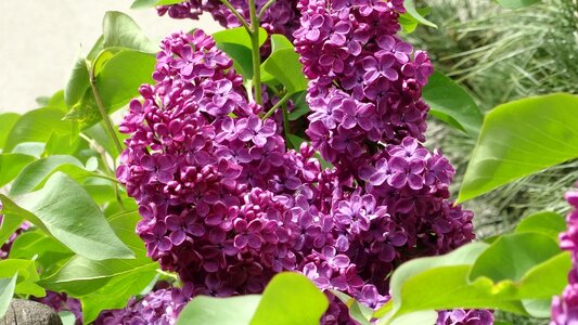 Garden nature flower