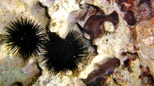 Sea Urchins photo