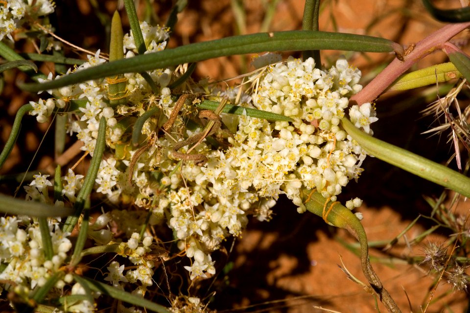 Cuscuta umbellata