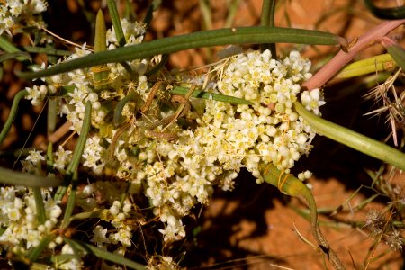 Cuscuta umbellata