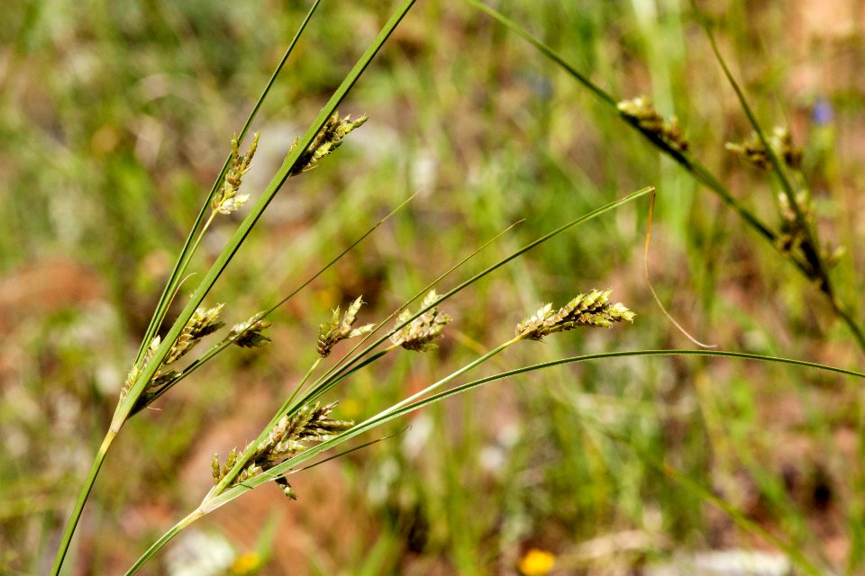 Cyperus sphaerolepis