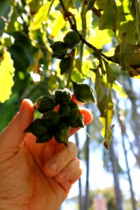 Macadamia Nut Tree