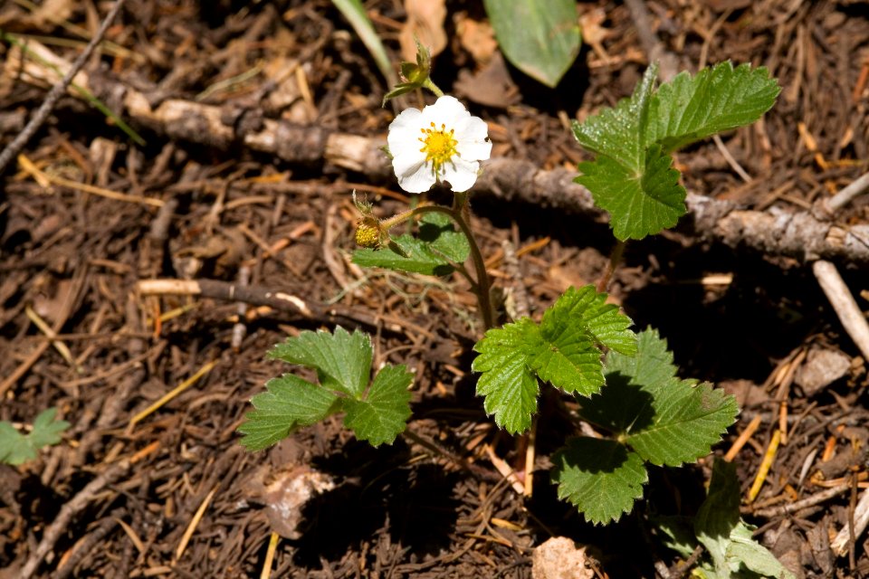 Fragaria vesca subsp. bracteata