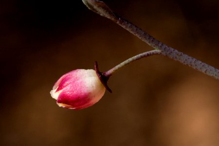 Thamnosma texana