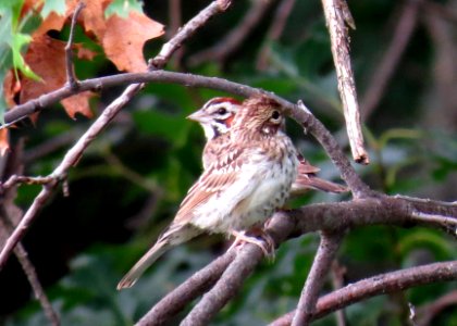 Lark Sparrow / Chondestes grammacus