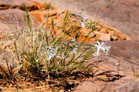 Amsonia longiflora var. longiflora