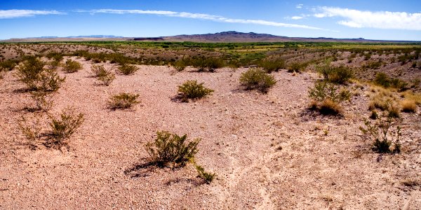 Bosque del Apache