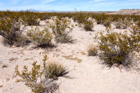 South side of Arroyo Cuervo