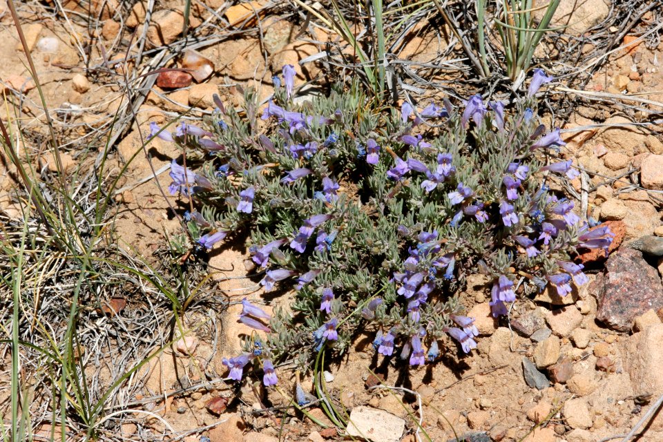 Penstemon caespitosum