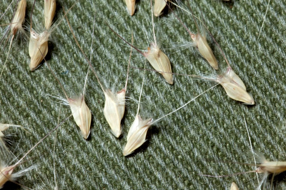 Chloris virgata