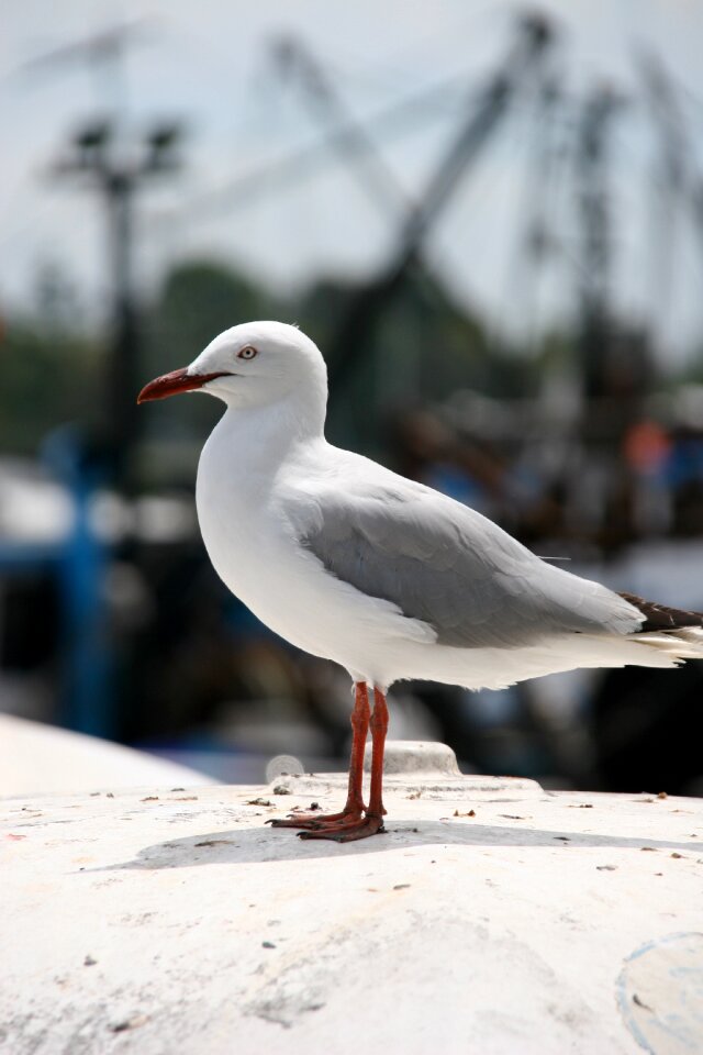 Sea animals port
