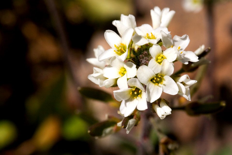Tomostima cuneifolia