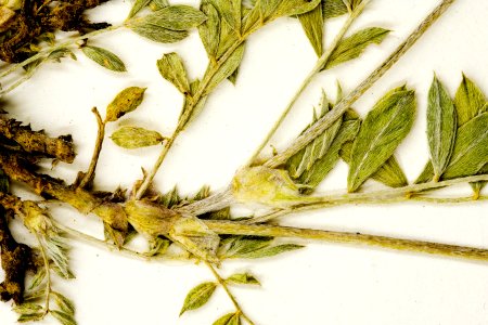 Astragalus missouriensis var. humistratus
